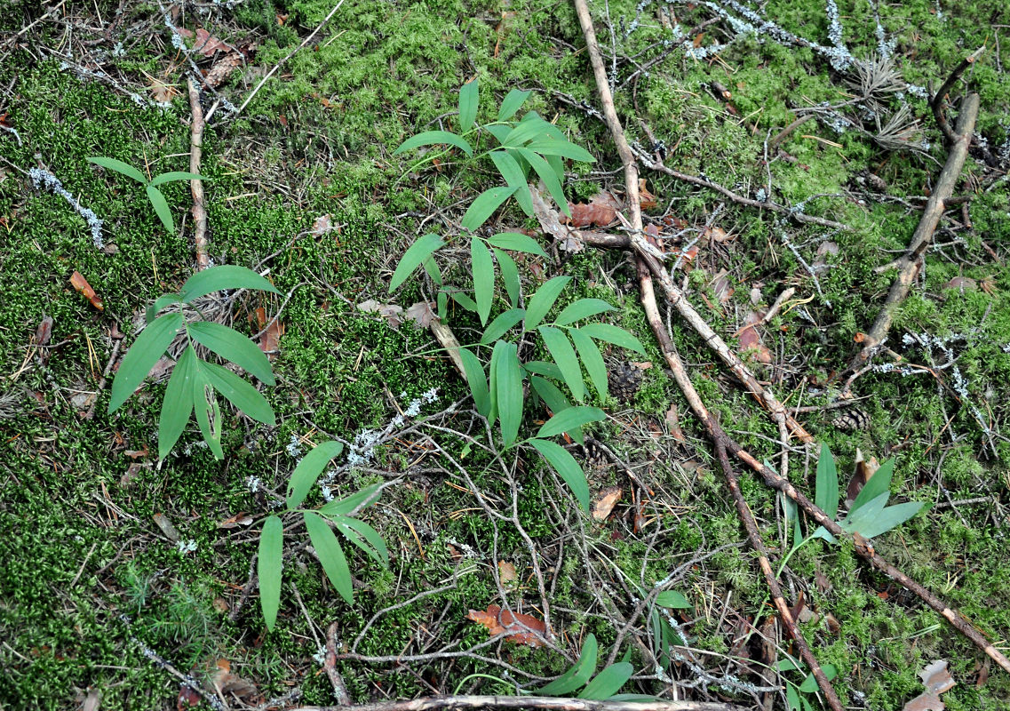 Изображение особи Polygonatum odoratum.