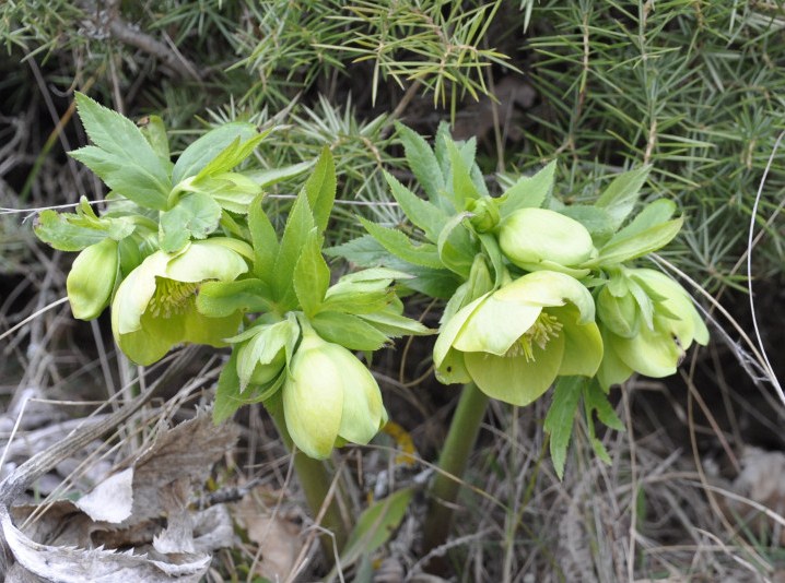 Изображение особи Helleborus cyclophyllus.