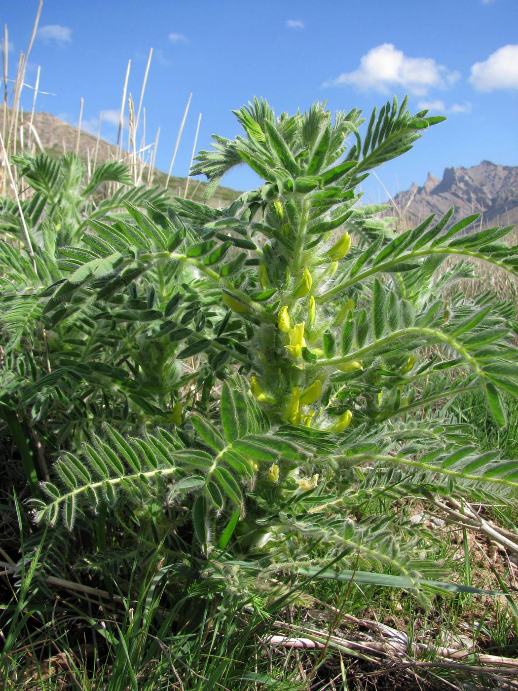 Image of Astragalus sieversianus specimen.