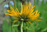 Inula grandiflora. Соцветие. Северная Осетия, Ирафский р-н, долина р. Танадон, ≈ 2300 м н.у.м., субальпийский луг. 06.07.2016.