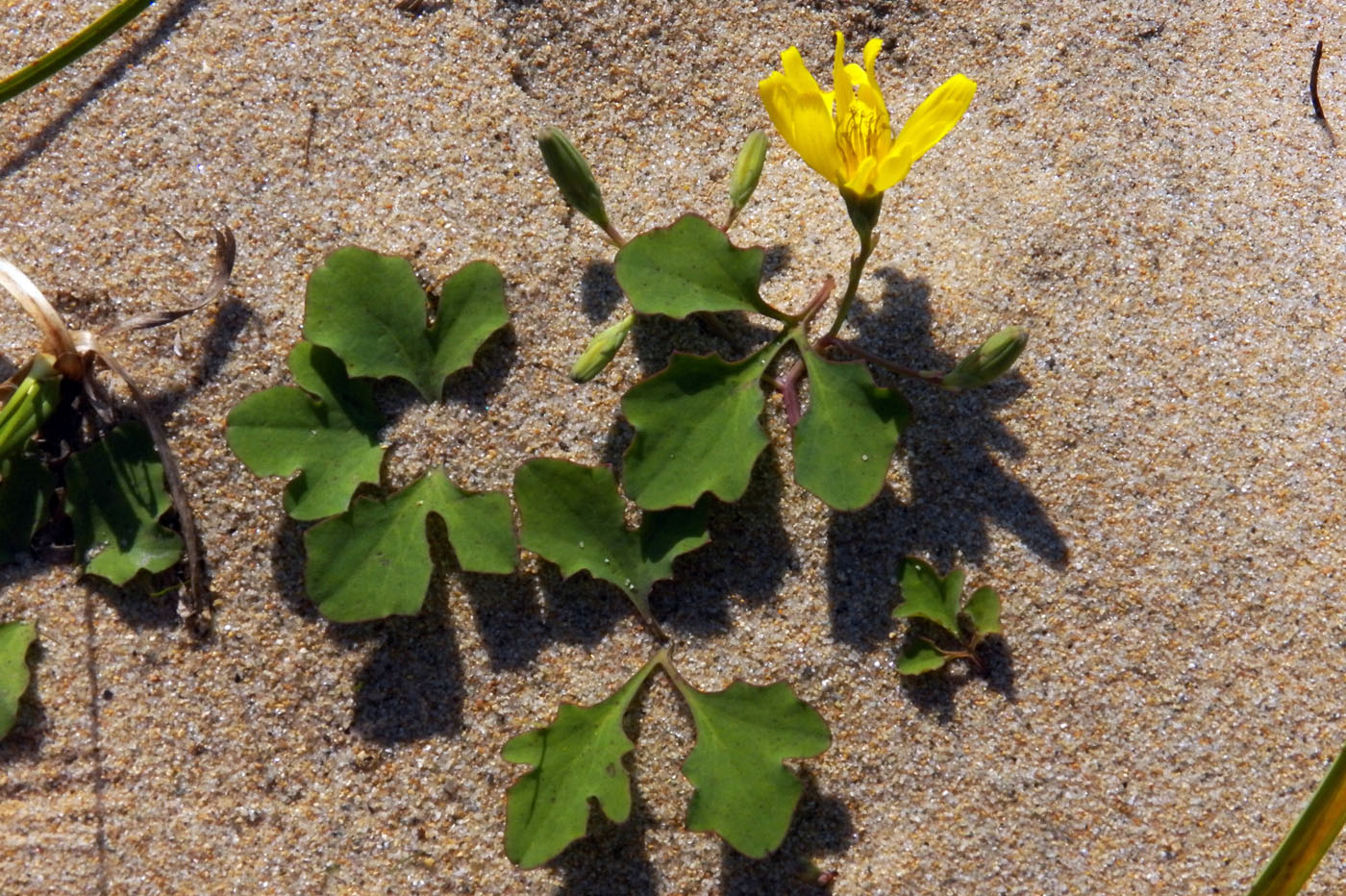 Image of Chorisis repens specimen.