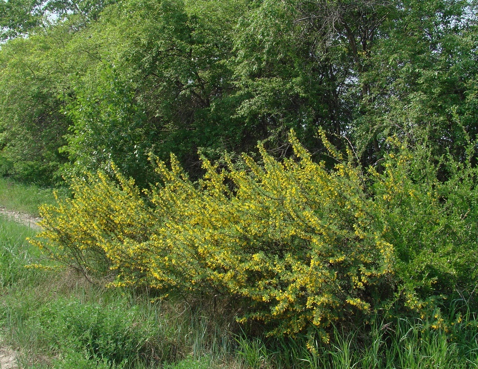 Image of Caragana spinosa specimen.