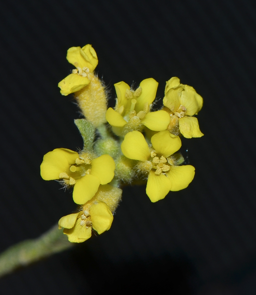 Изображение особи Alyssum baumgartnerianum.