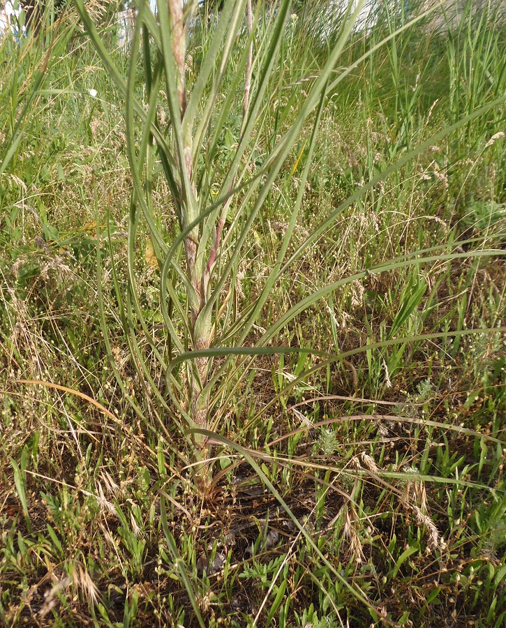 Изображение особи Tragopogon podolicus.