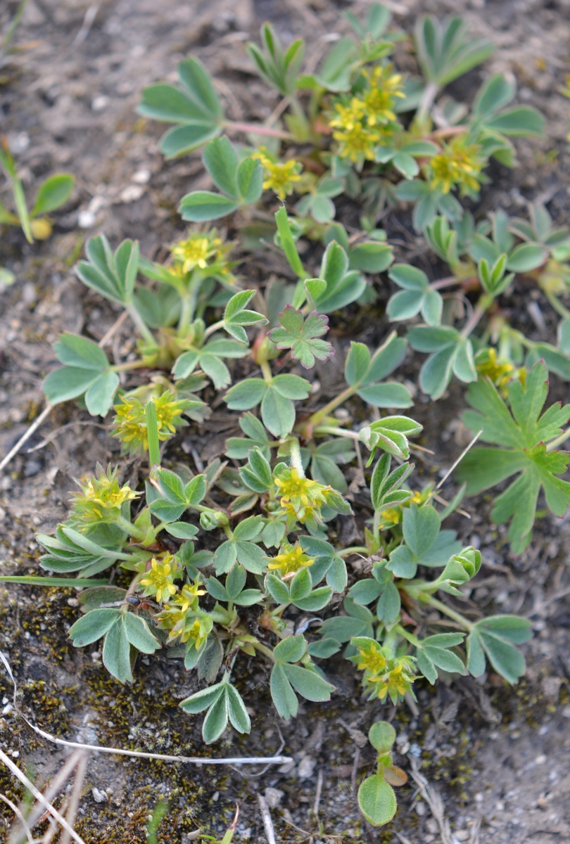 Image of Sibbaldia procumbens specimen.