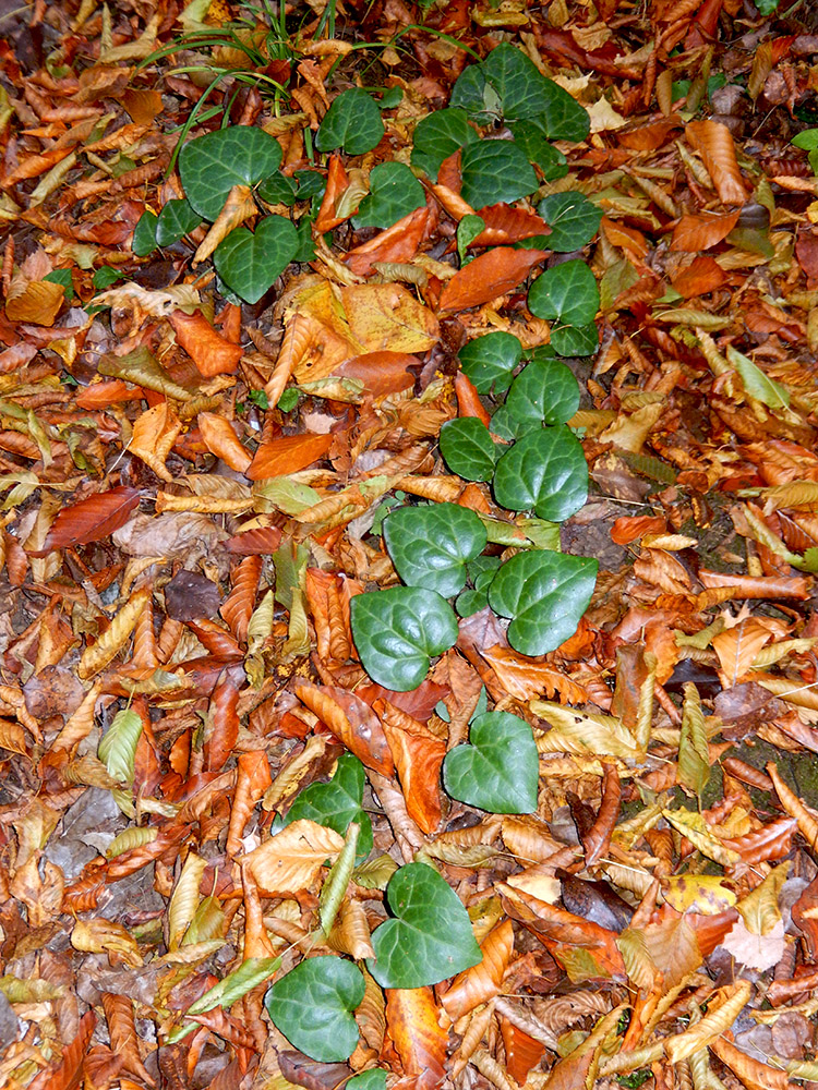 Image of Hedera colchica specimen.