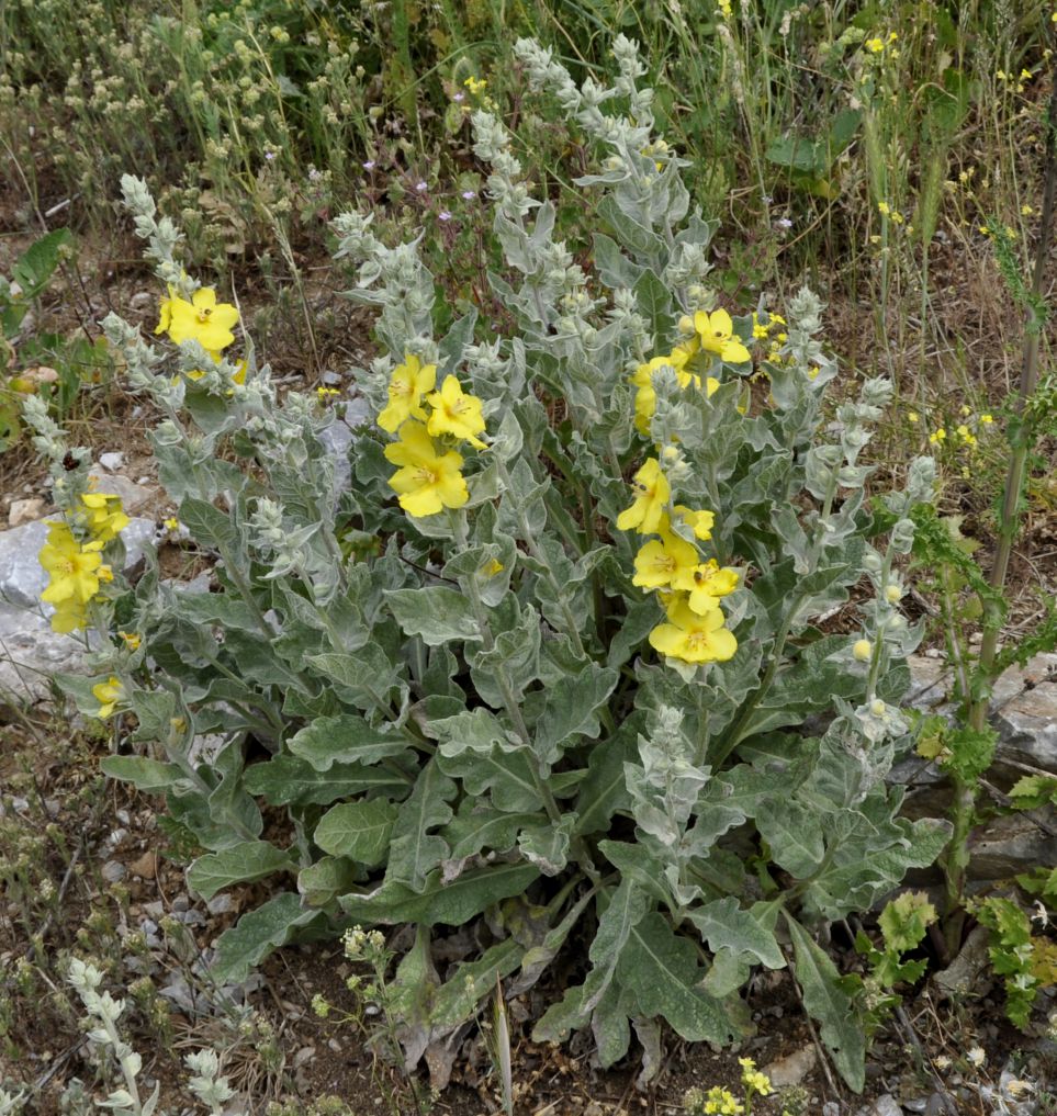 Image of Verbascum undulatum specimen.