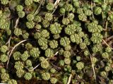 Marchantia polymorpha