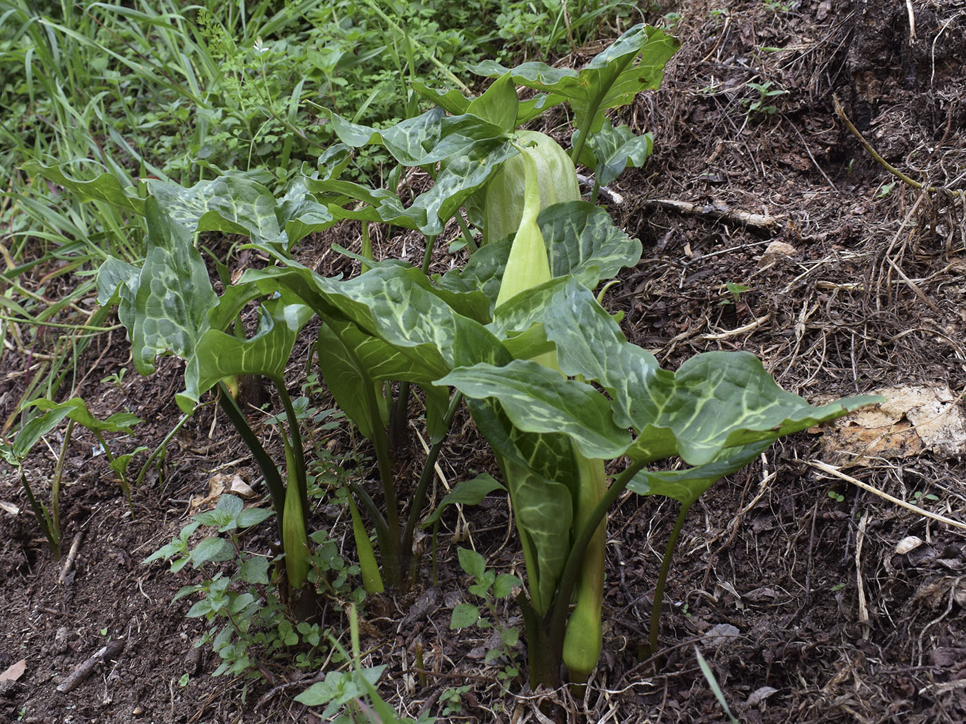 Image of Arum italicum specimen.