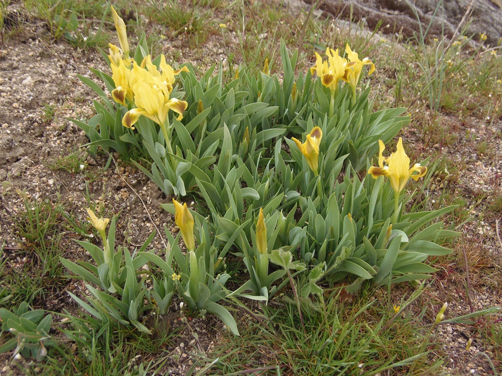 Image of Iris pumila specimen.