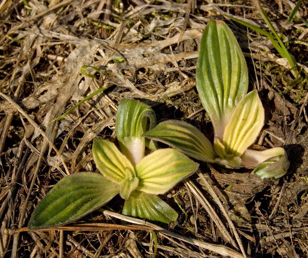 Image of Plantago media specimen.