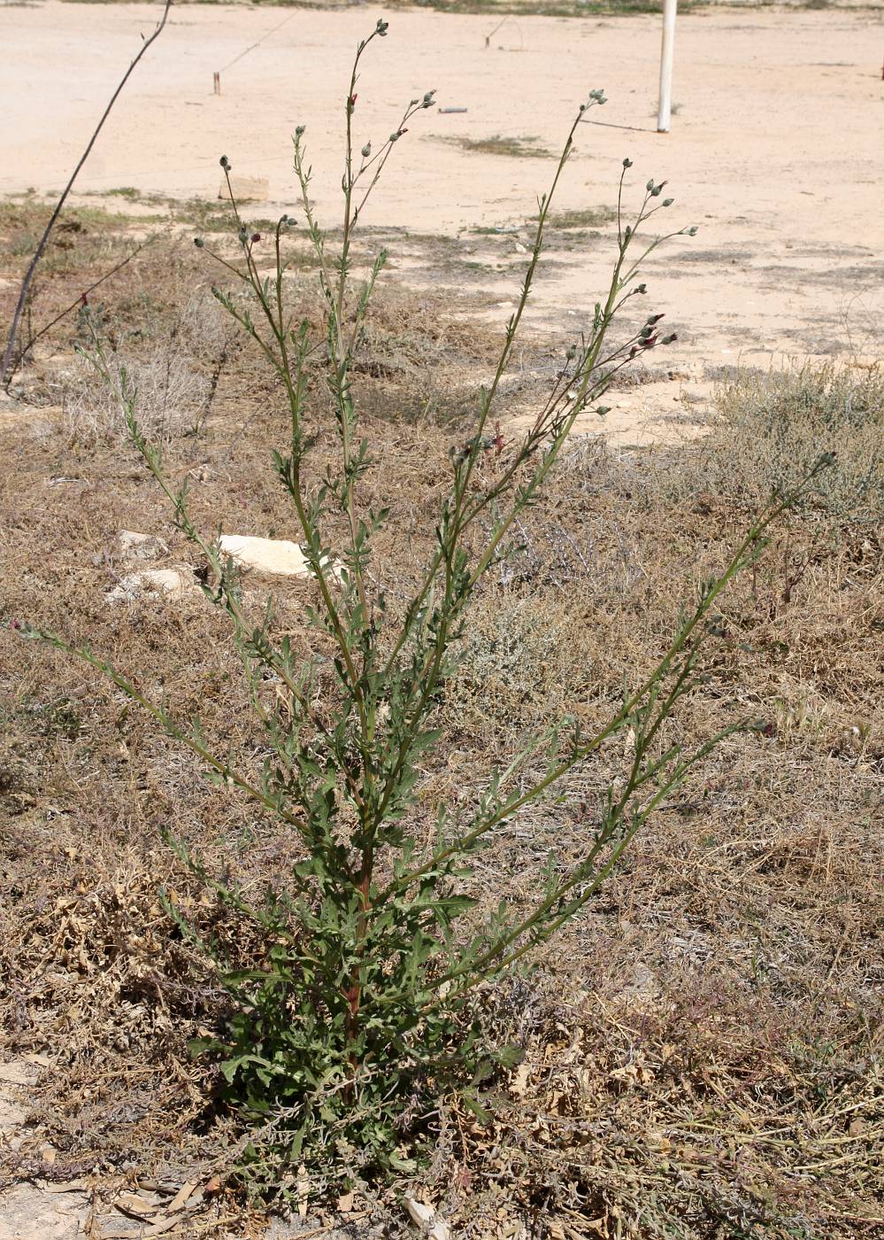 Изображение особи Volutaria tubuliflora.