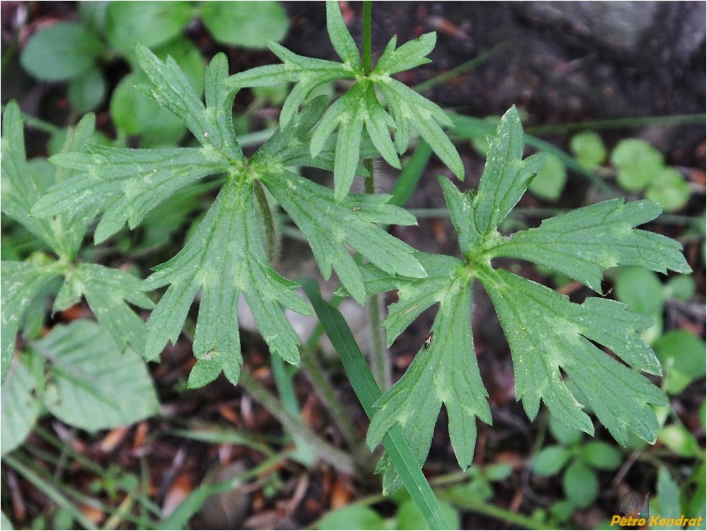 Image of genus Ranunculus specimen.