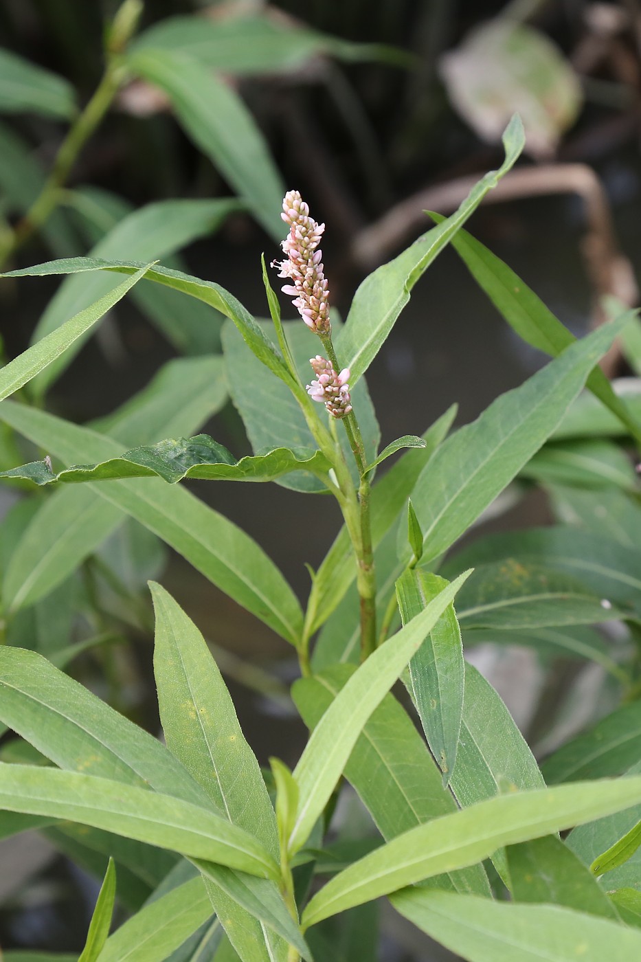 Изображение особи Persicaria amphibia.