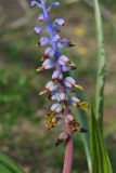 Lachenalia mutabilis