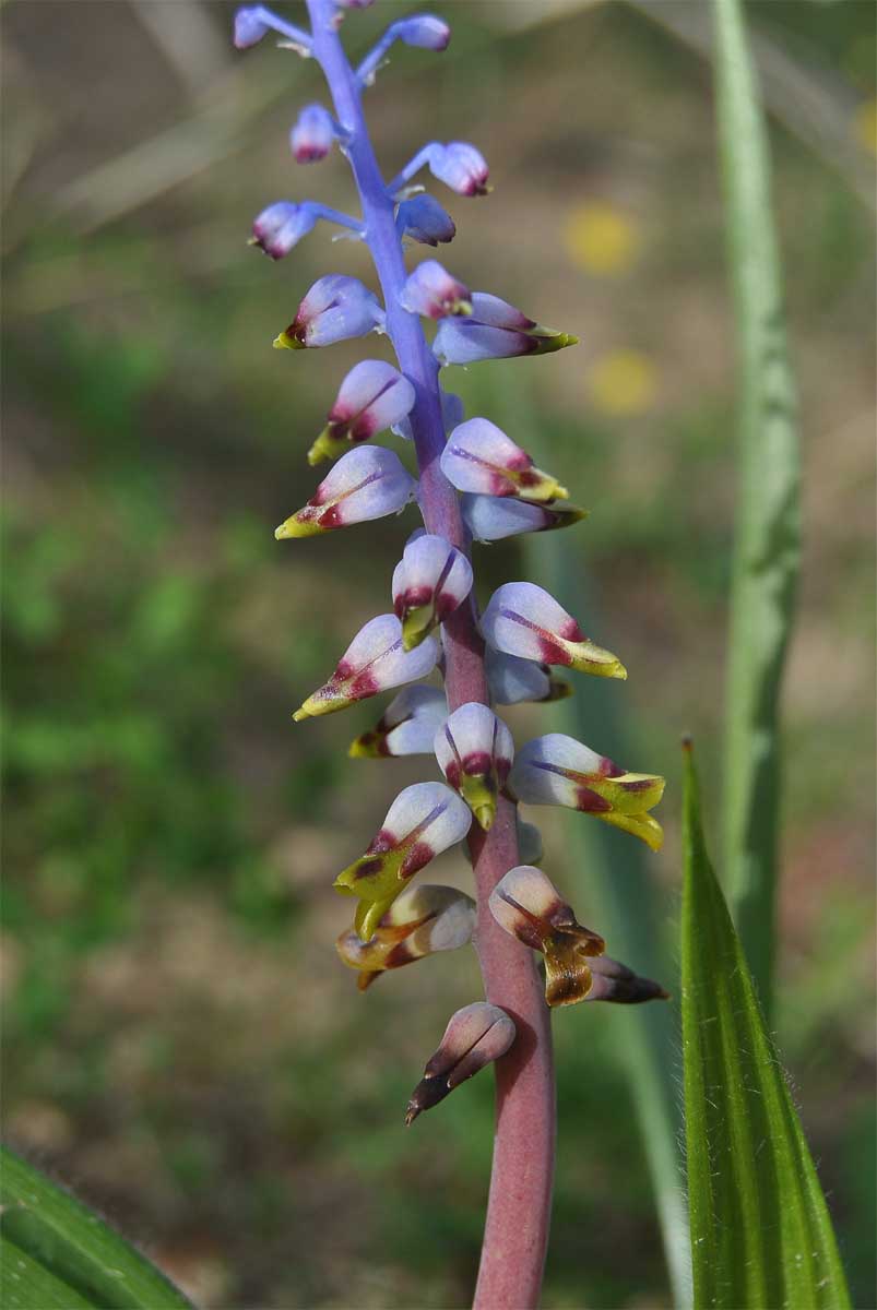 Изображение особи Lachenalia mutabilis.