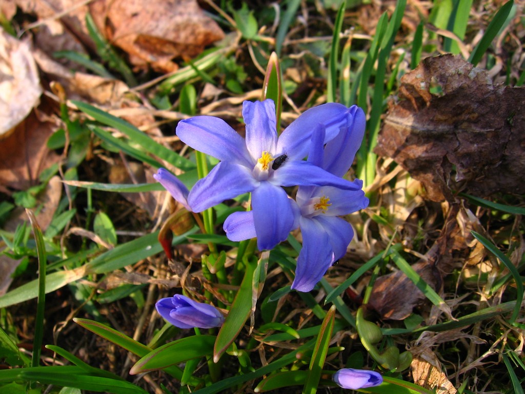 Image of Chionodoxa luciliae specimen.