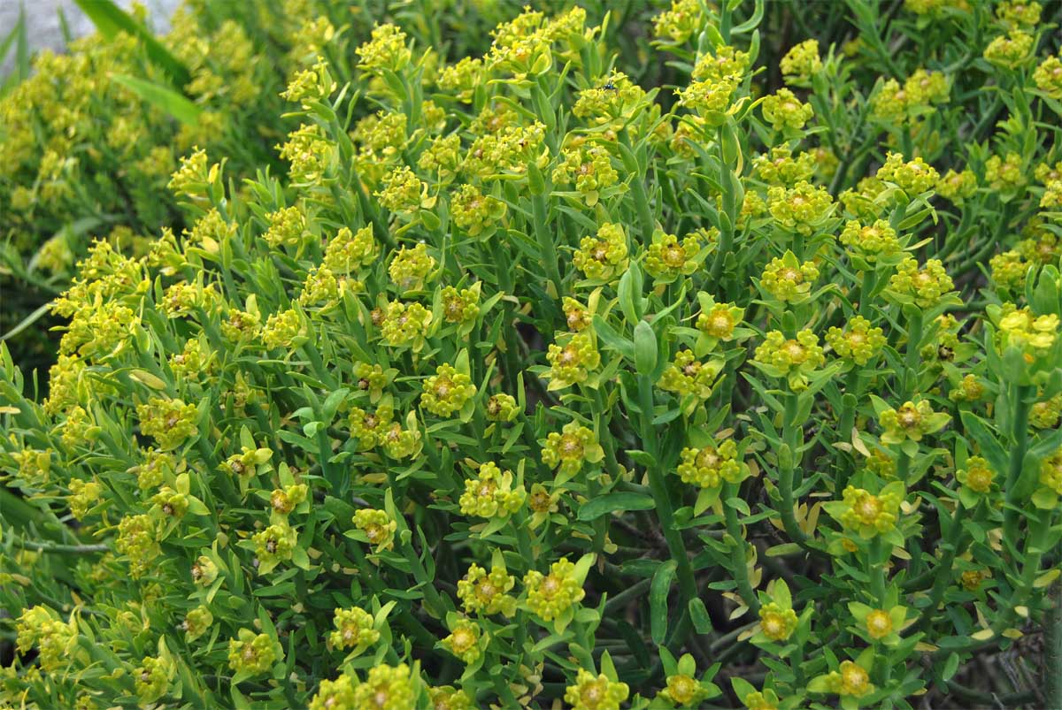 Image of Euphorbia mauritanica specimen.