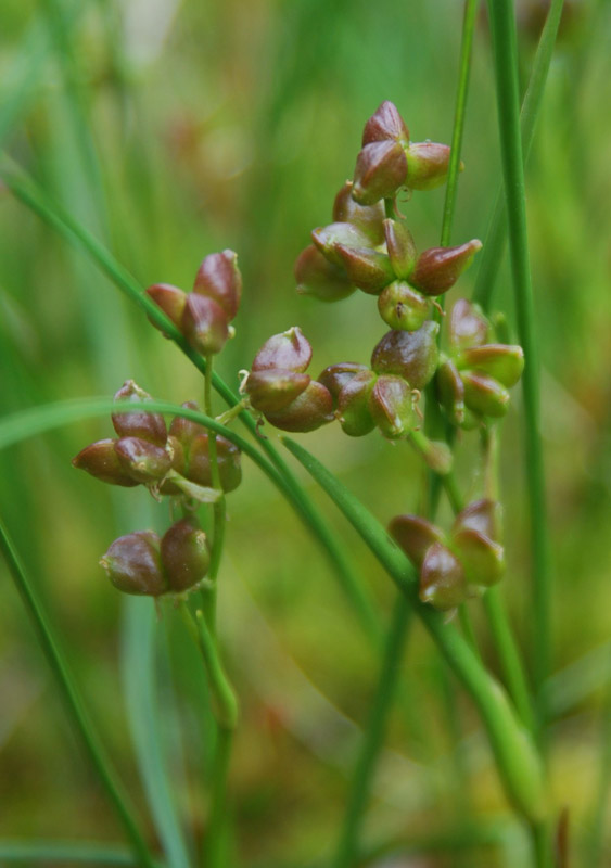 Image of Scheuchzeria palustris specimen.