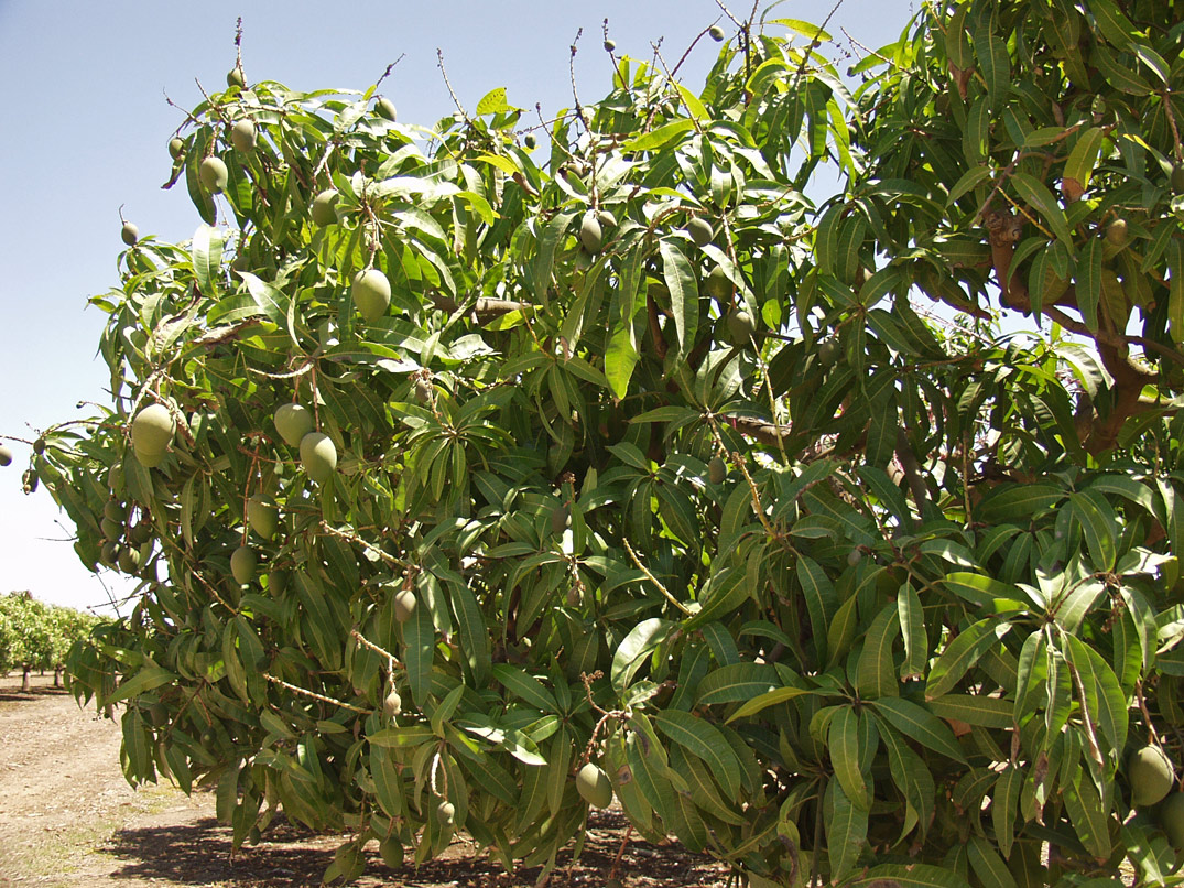 Image of Mangifera indica specimen.