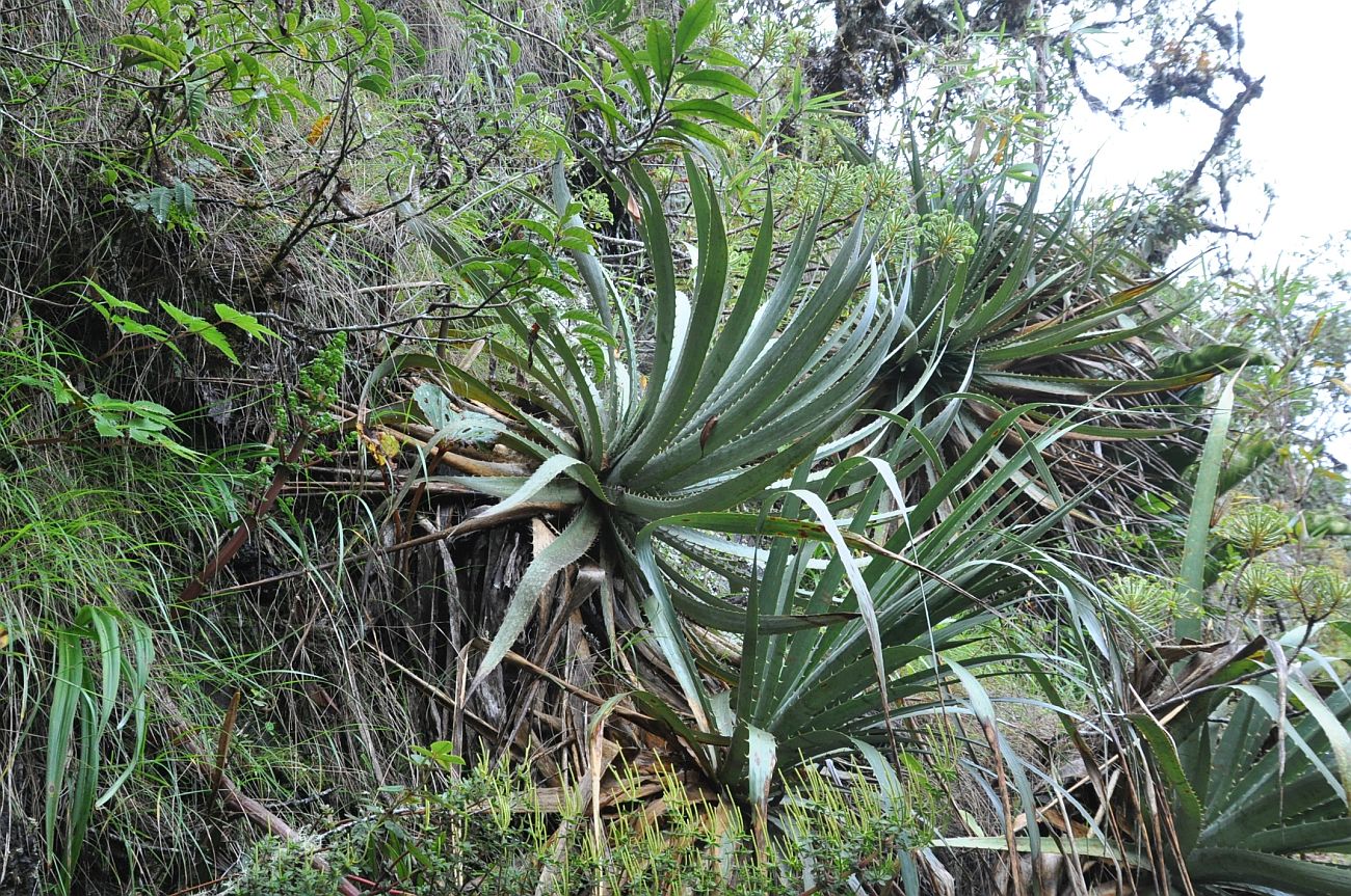 Image of genus Puya specimen.