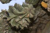 Cereus разновидность monstrosus