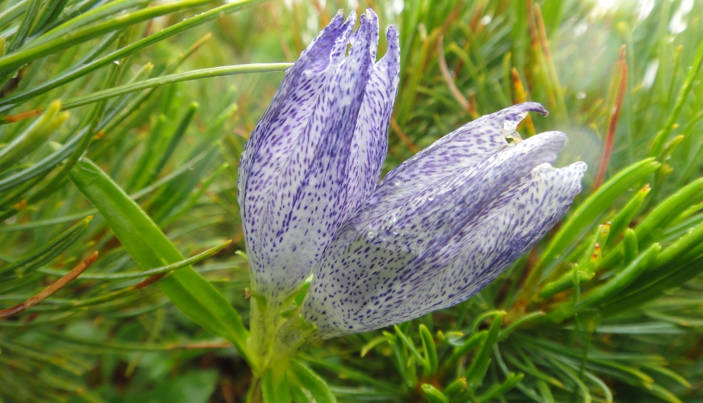 Image of Gentiana vodopjanovae specimen.