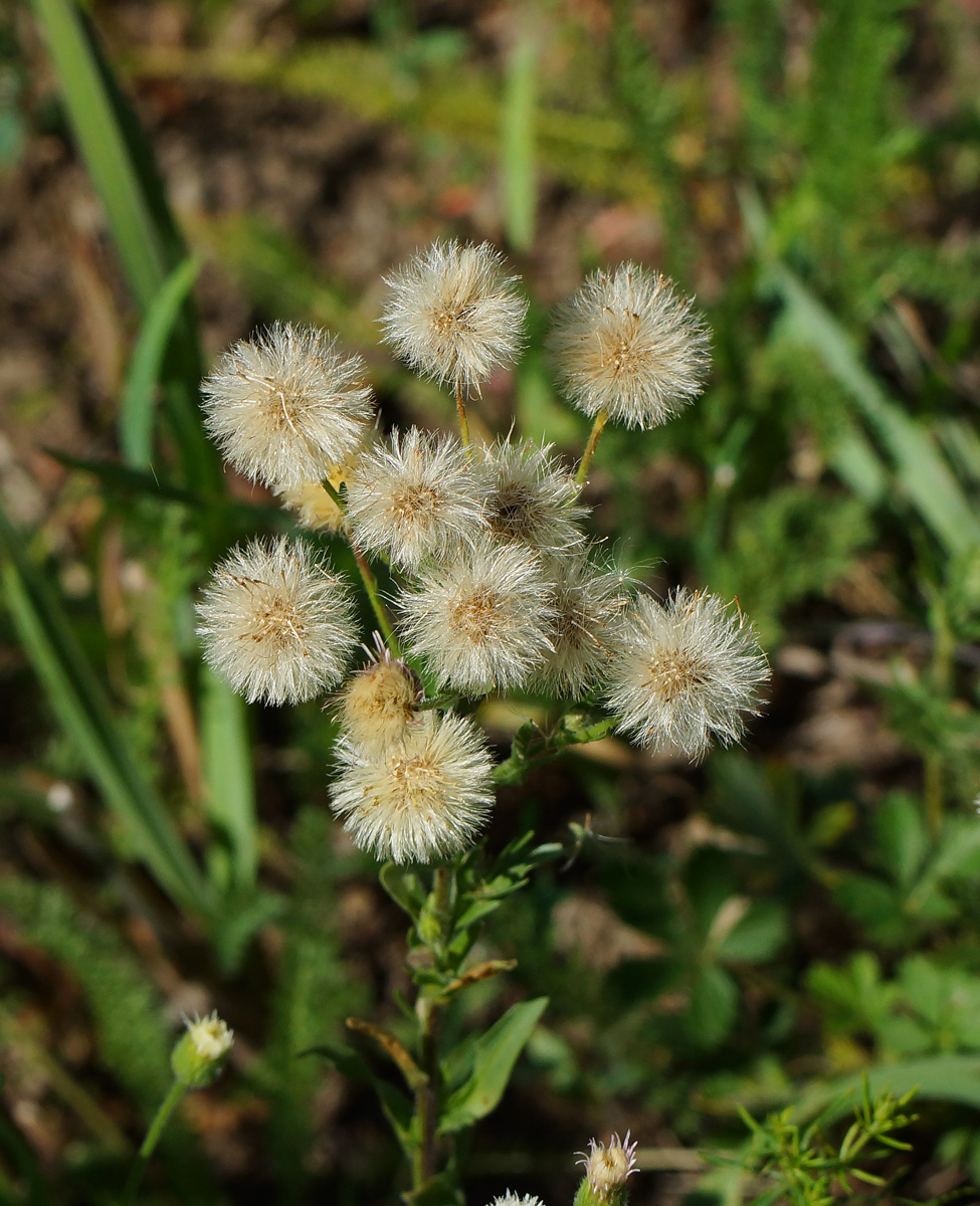 Image of Erigeron acris specimen.