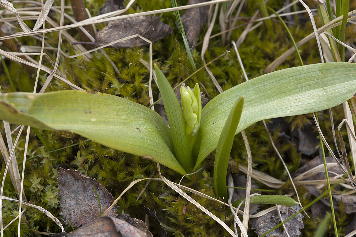 Изображение особи Ophrys insectifera.