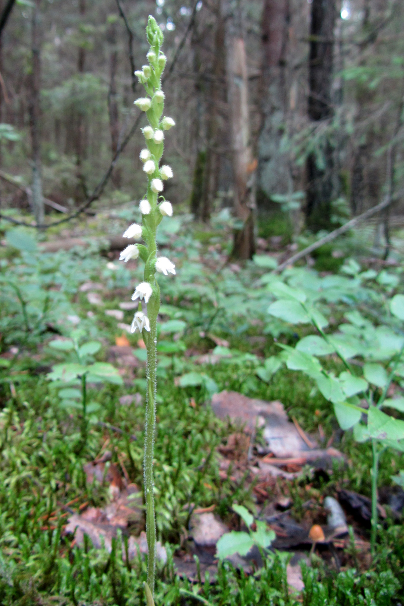 Изображение особи Goodyera repens.