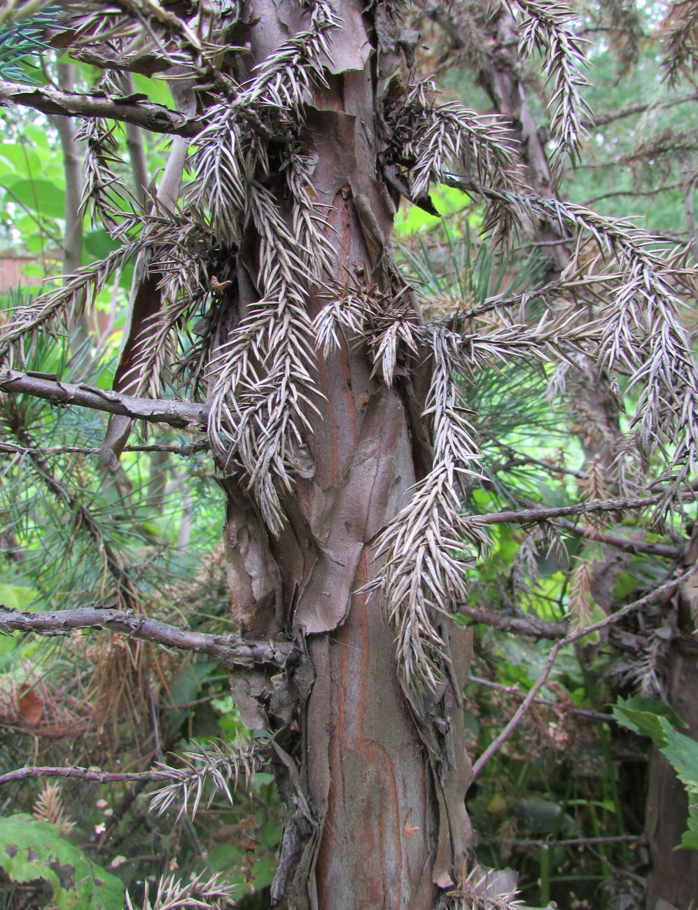 Изображение особи Juniperus squamata.