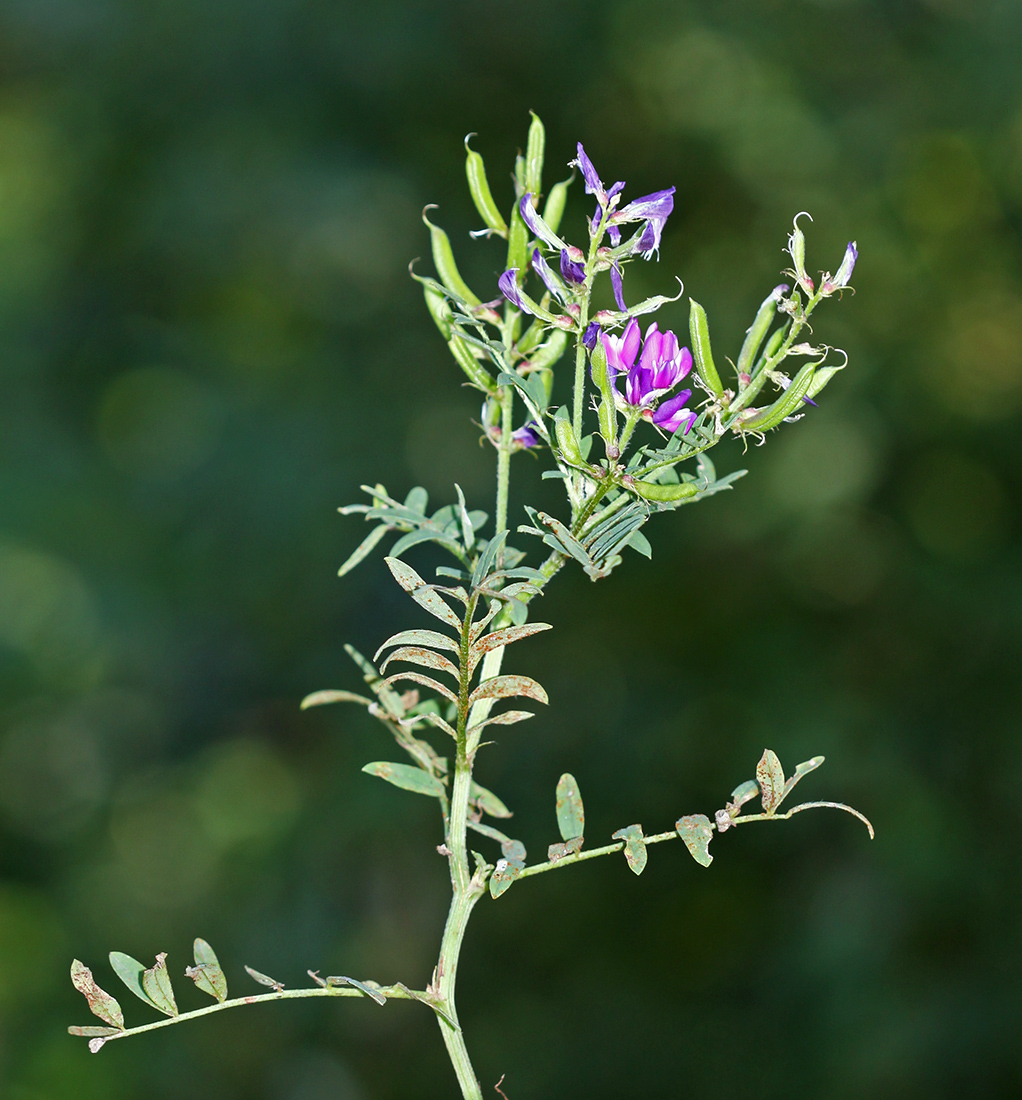 Image of Astragalus davuricus specimen.