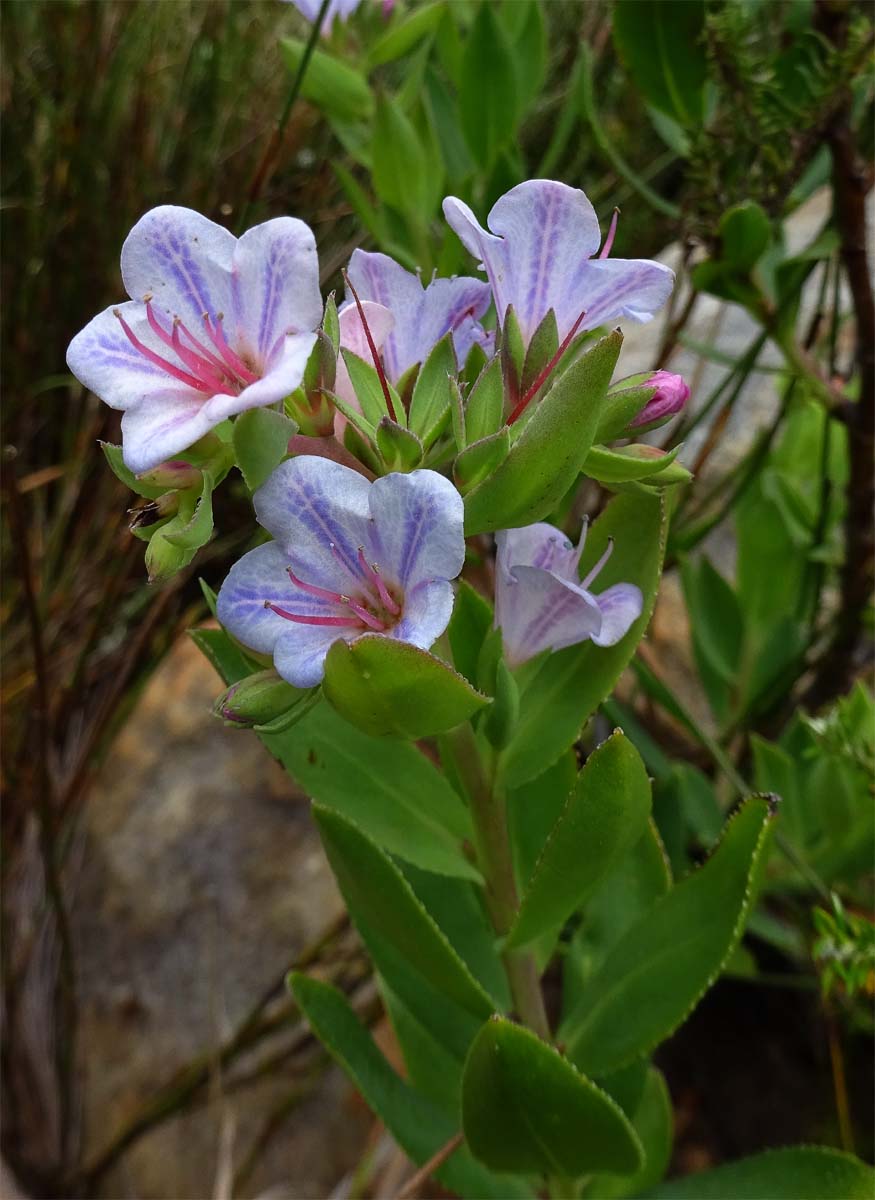 Изображение особи Lobostemon glaucophyllus.