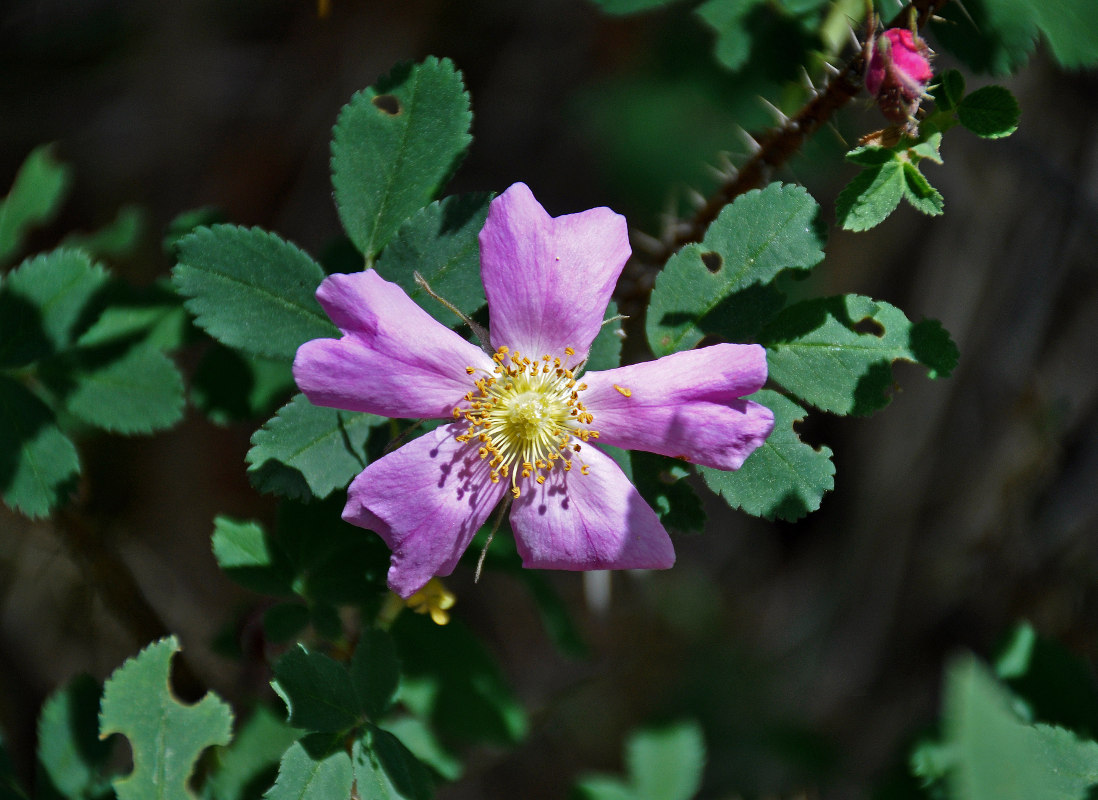 Image of Rosa acicularis specimen.