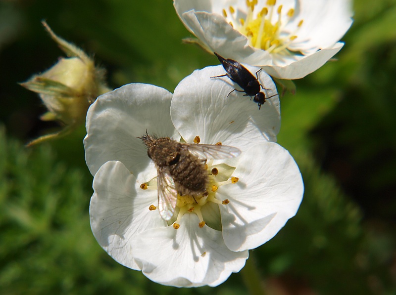 Image of Fragaria moschata specimen.