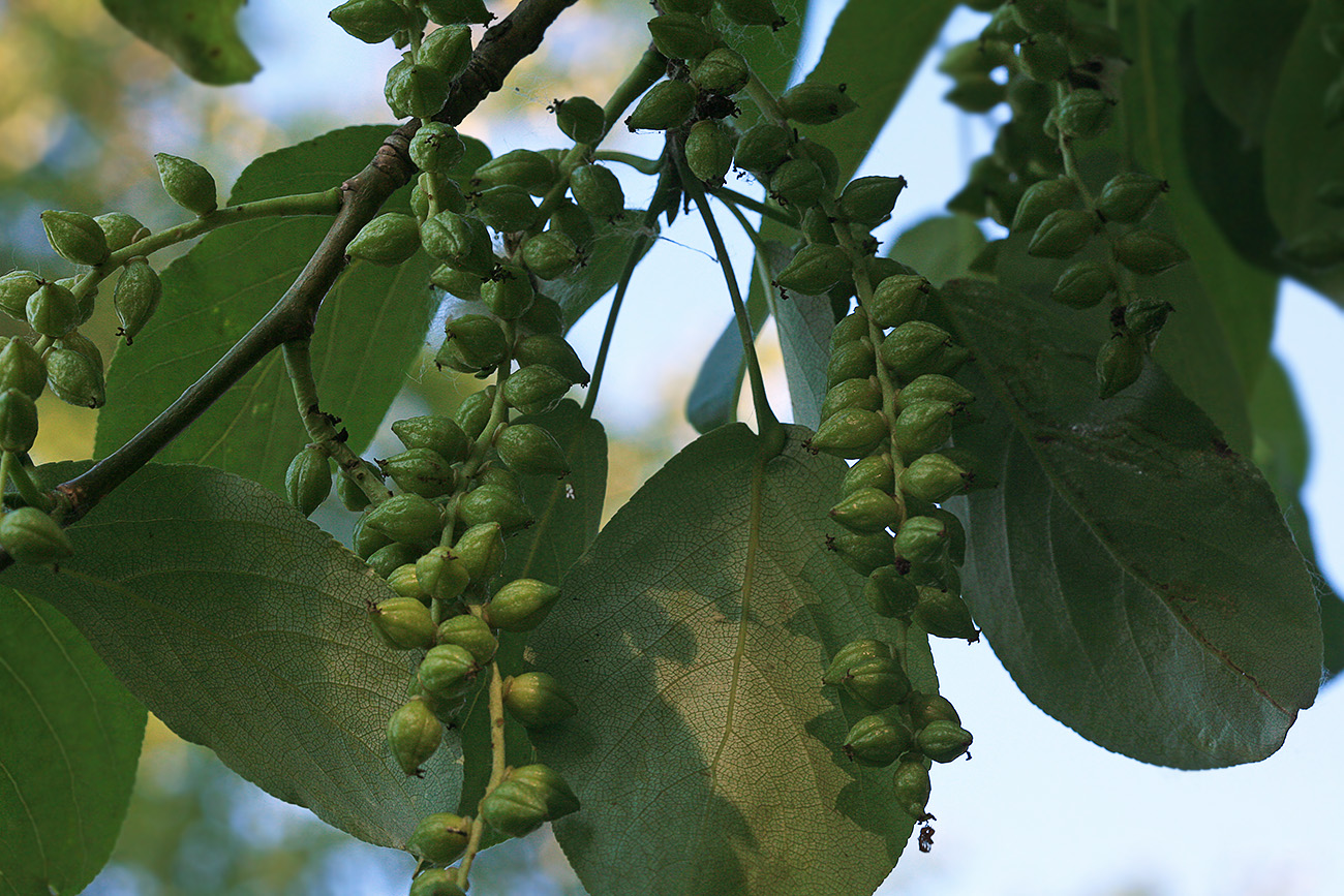 Image of Populus maximowiczii specimen.