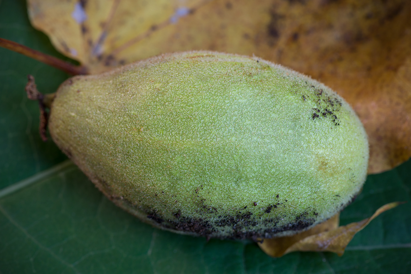 Изображение особи Juglans cinerea.