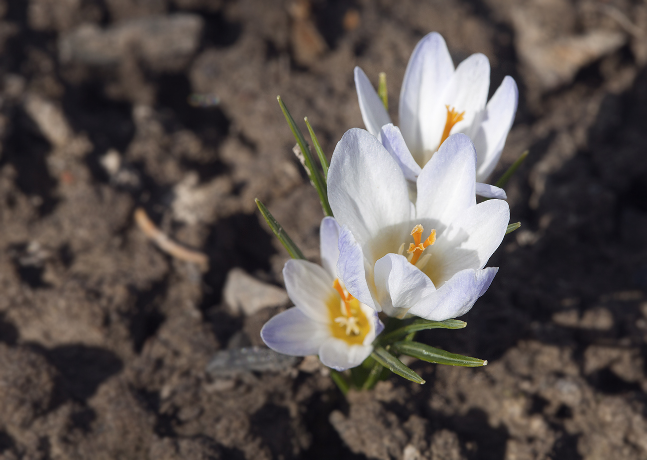 Image of Crocus biflorus specimen.