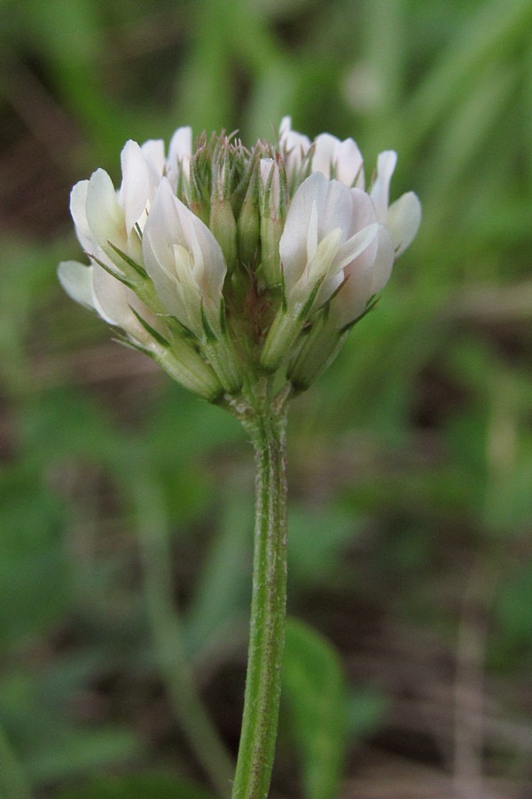 Изображение особи Trifolium repens.