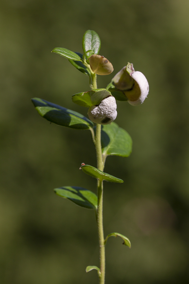 Image of Vaccinium vitis-idaea specimen.