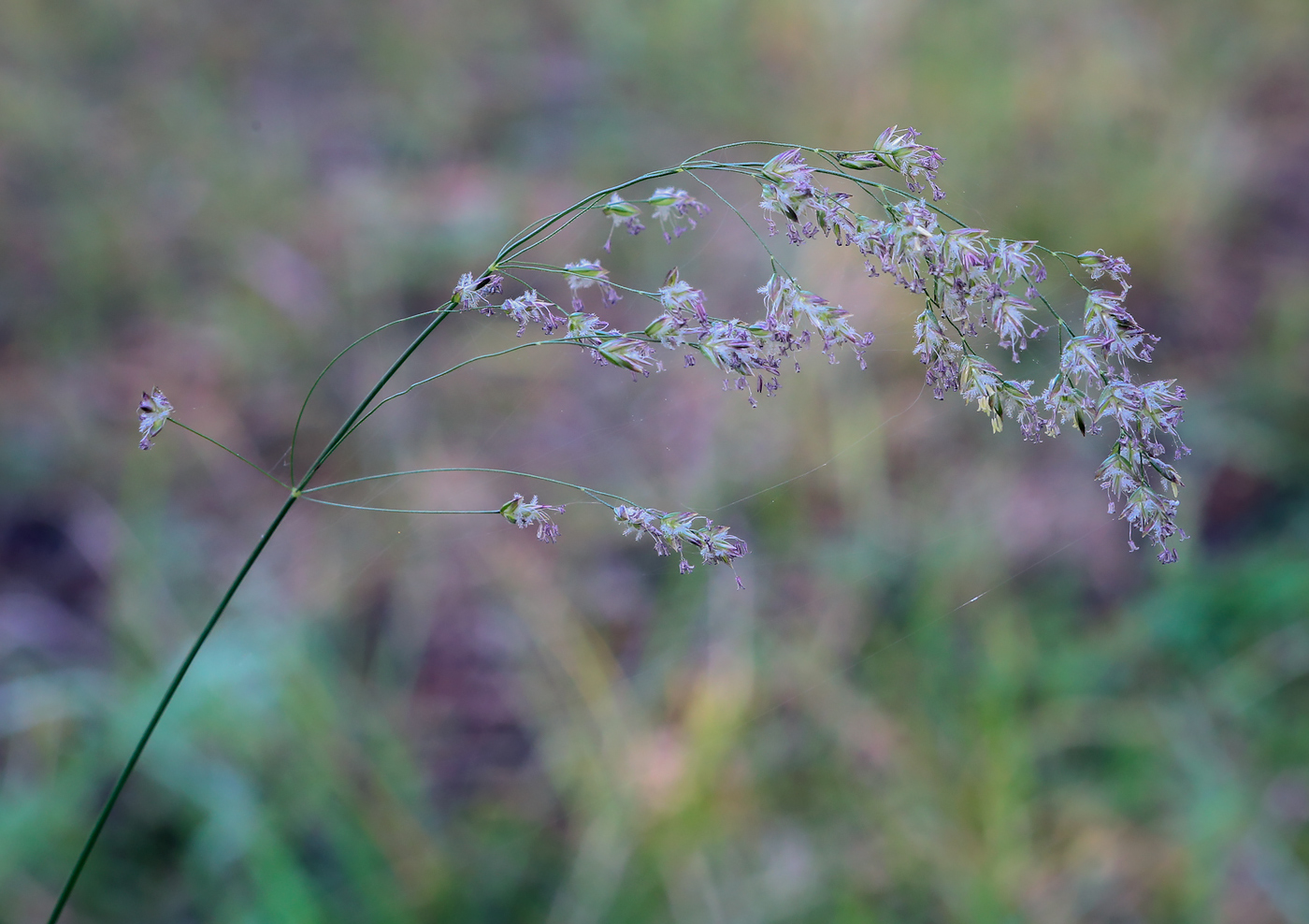 Image of familia Poaceae specimen.