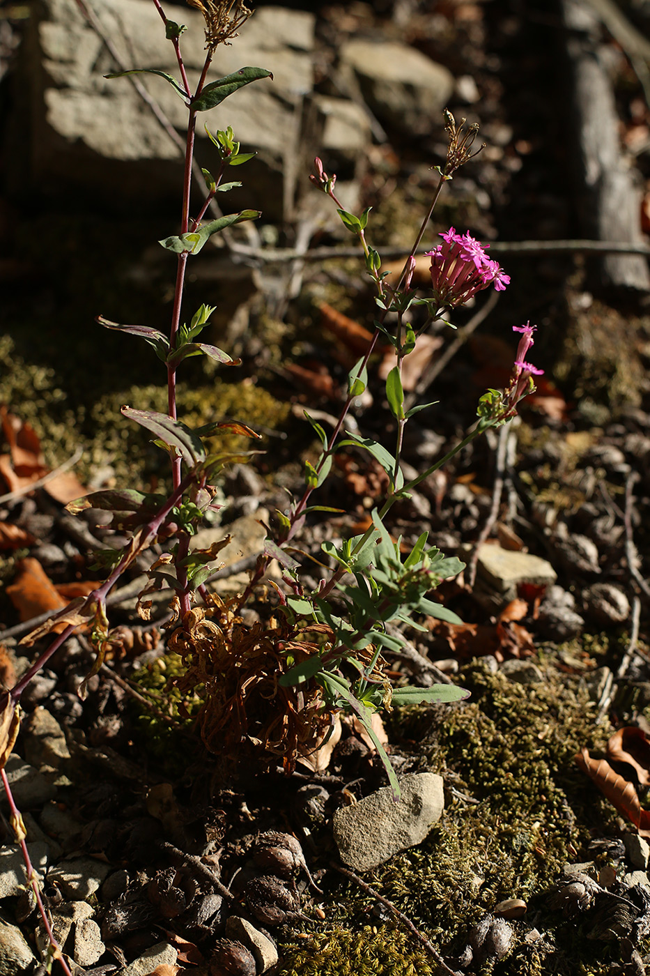 Image of Silene compacta specimen.