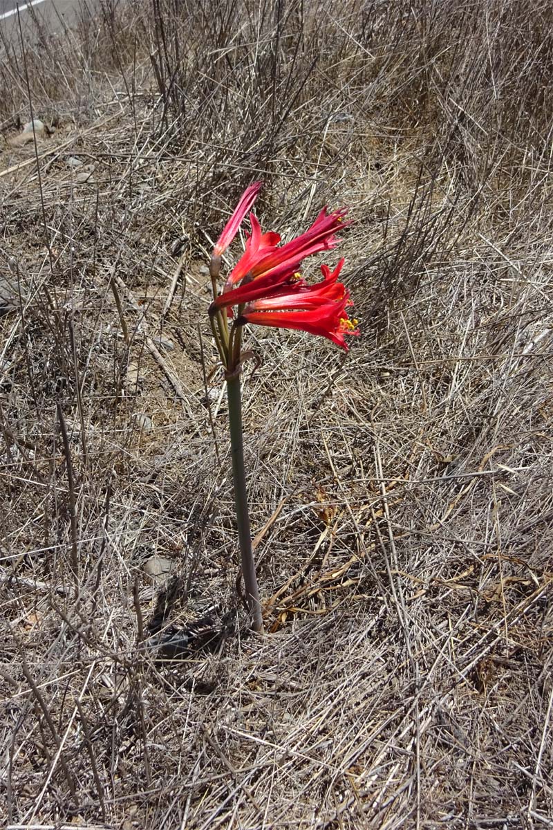 Изображение особи Rhodophiala phycelloides.