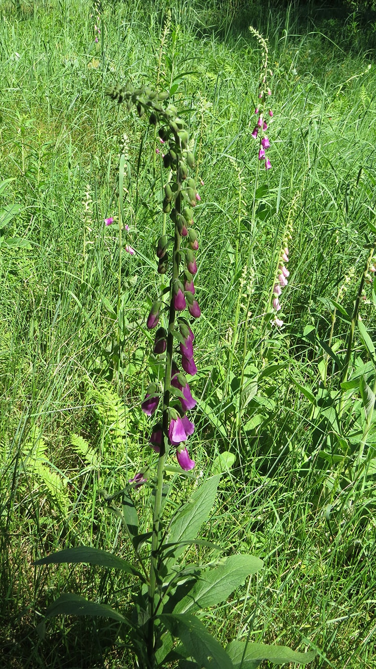 Изображение особи Digitalis purpurea.