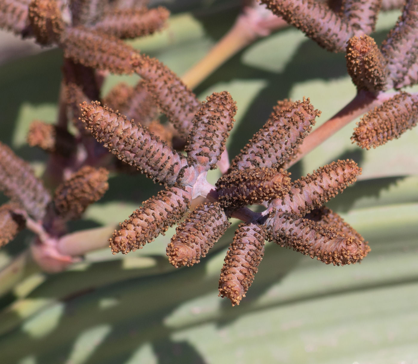 Image of Welwitschia mirabilis specimen.