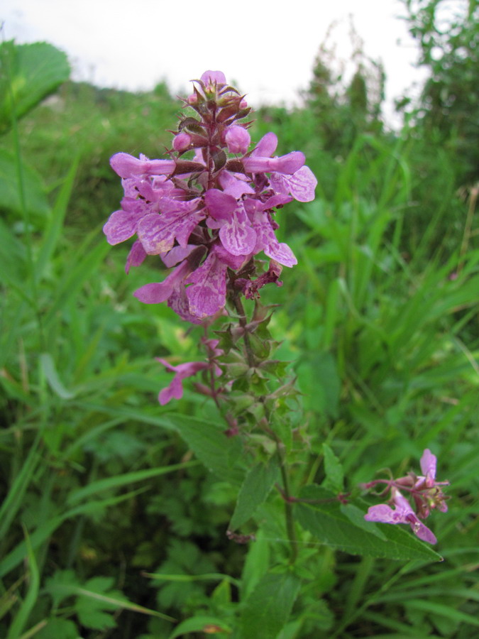 Image of Stachys palustris specimen.