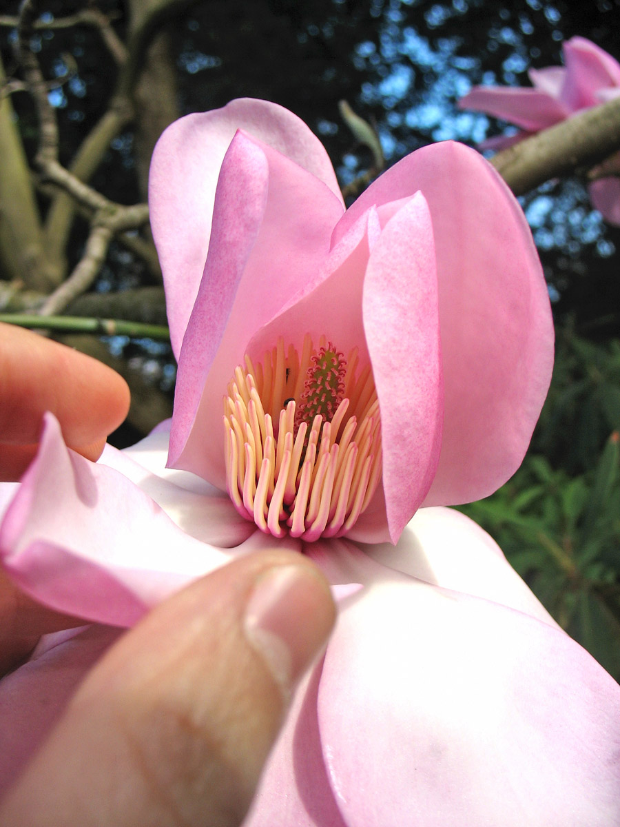 Image of Magnolia campbellii specimen.