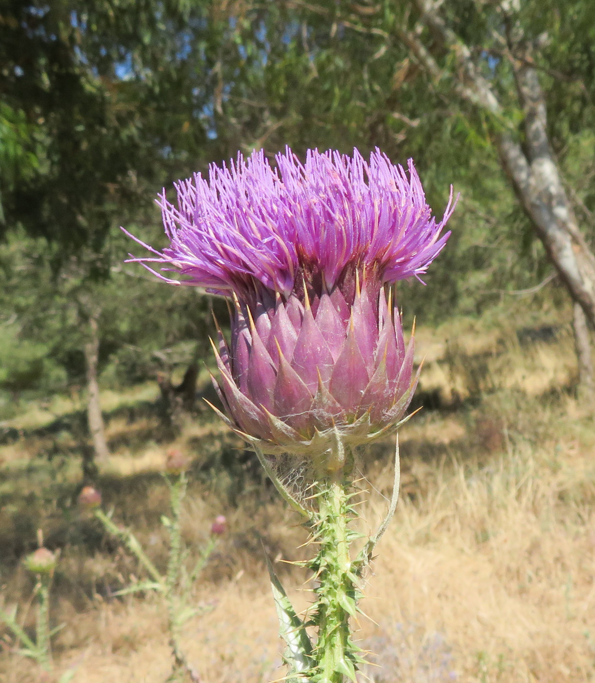 Image of Onopordum cynarocephalum specimen.