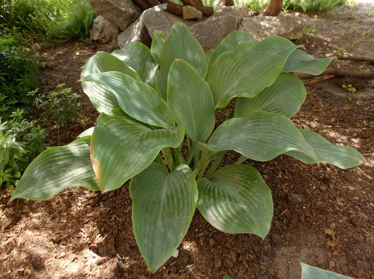 Изображение особи род Hosta.