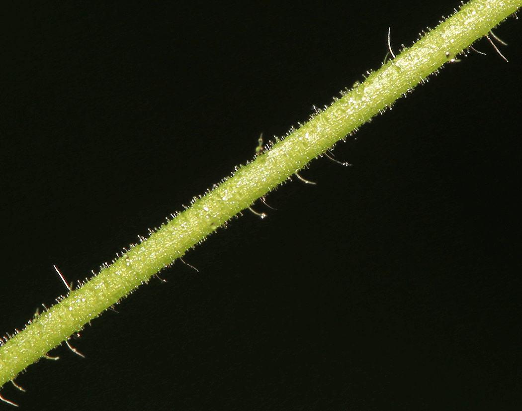 Image of Agrimonia granulosa specimen.